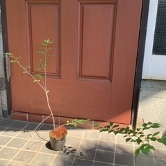 【急募】富士桜の苗2本の画像
