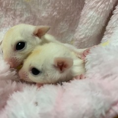 フクロモモンガ　リューシorモシスティック　2203
