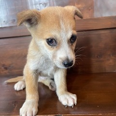 まだまだ不安気、茶白の子犬「タロー」ちゃん🥰