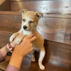 まだまだ不安気、茶白の子犬「タロー」ちゃん🥰 - 宮若市