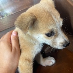 まだまだ不安気、茶白の子犬「タロー」ちゃん🥰 - 里親募集