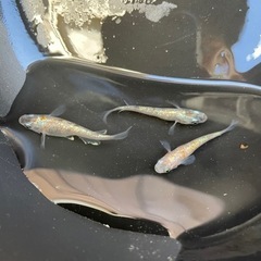 3色ラメ体外光メダカ メス2 オス1
