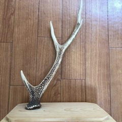 鹿の角オブジェの画像