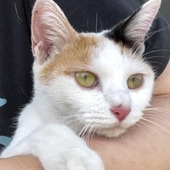 三毛猫ちゃんの里親になってください。