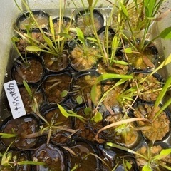 水草　の画像