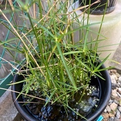 水草　の画像
