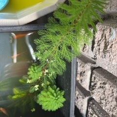 水草　