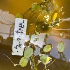 水草　の画像