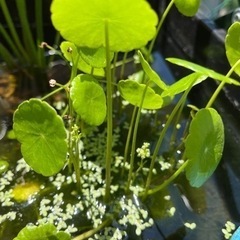 水草　の画像