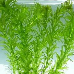 アナカリス(淡水水草)