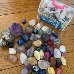 貝殻　石　綺麗です✨
