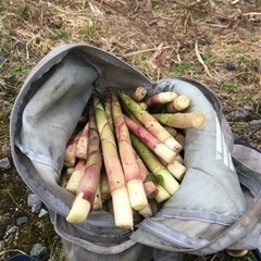 ニセコ産タケノコ
