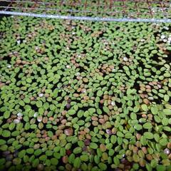 浮草（オオサンショウモ）ひとつかみ　欲しいかたにの画像