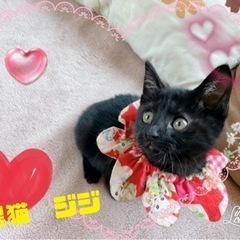 💓ツヤツヤ生後1ヶ月🎉黒猫里親募集❣️