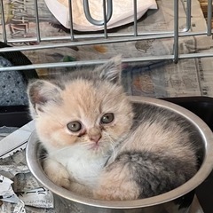 可愛い　わんちゃんねこちゃん大集合❣️の画像