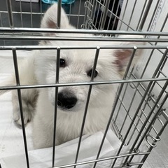 可愛い　わんちゃんねこちゃん大集合❣️ − 福岡県