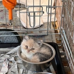 可愛い　わんちゃんねこちゃん大集合❣️ - 直方市