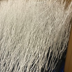 未使用商材　白い枝　24束の画像