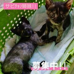 里親様決定 ｱﾘｶﾞﾄｳｺﾞｻﾞｲﾏｼﾀ!!★サビﾁｬﾝ姉妹☆ 