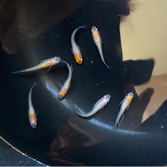 お話中。煌紅白メダカ7匹。❗️