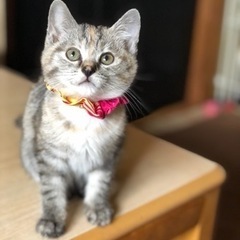生後2〜3ヶ月の兄妹(里親様決まりました)
