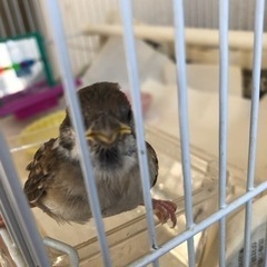 【大至急お願いします】雀のヒナ