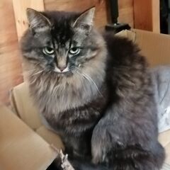ゴージャスな長毛　美猫　兄弟
