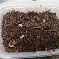 グラントシロカブト　幼虫5匹です。カブトムシ