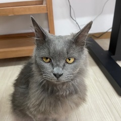 穏やかな癒し系猫ちゃん‪⸜♡⸝‍‬トライアル中