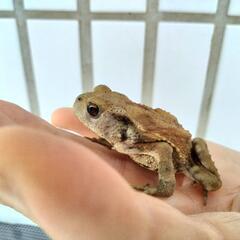 ☆繁殖個体☆ミヤコヒキガエル 残り2匹🐸　全国発送可能☆の画像