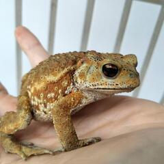 ☆繁殖個体☆ミヤコヒキガエル 残り2匹🐸　全国発送可能☆の画像