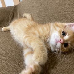 【募集一時停止中】可愛い子猫の里親さん募集してます