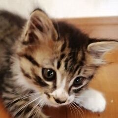 問い合わせ多数、一旦停止。生後2〜3ヶ月　トラ猫ちゃん里親募集