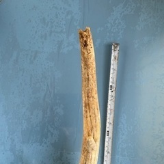 鹿角　約66cmの画像