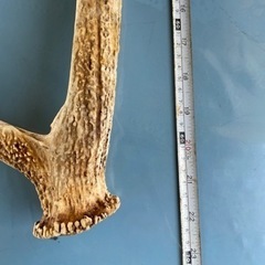 鹿角　約66cmの画像