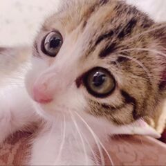 おしゃまな可愛いきなこちゃん！