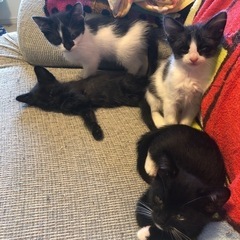 あと2匹います　子猫の里親さん募集してます