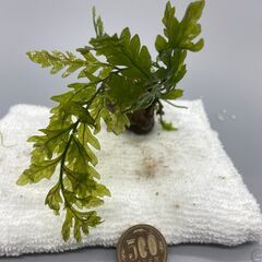 ボルビディス　ヒュディロティ