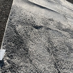 マット　カーペット　ニトリ　グレー　お譲りしますの画像