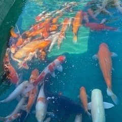 錦鯉
