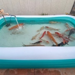 錦鯉の画像