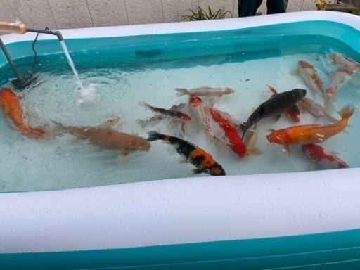 錦鯉
