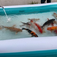 錦鯉の画像