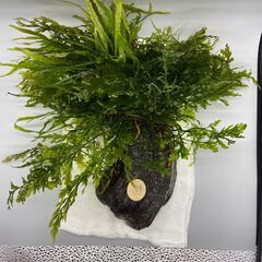 水草寄せ植え流木