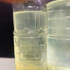 ゾウリムシ② 300円　エビオス2錠付き
