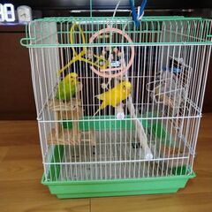 セキセイインコ貰って下さい