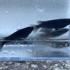 オロチ　メダカ