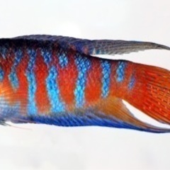 【熱帯魚】タイワンキンギョ5匹大きめ稚魚＋種親【100円】