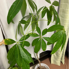 観葉植物 パキラ 差し上げます。 西船橋駅付近まで取りにこられる方