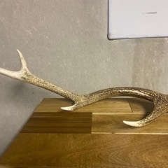蝦夷鹿のツノ